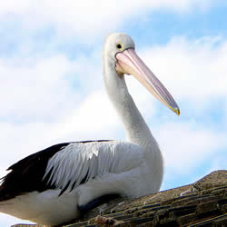 Large bird, mostly white plumage with black plumage on back and rear, long straight white beak, links to larger version of the image